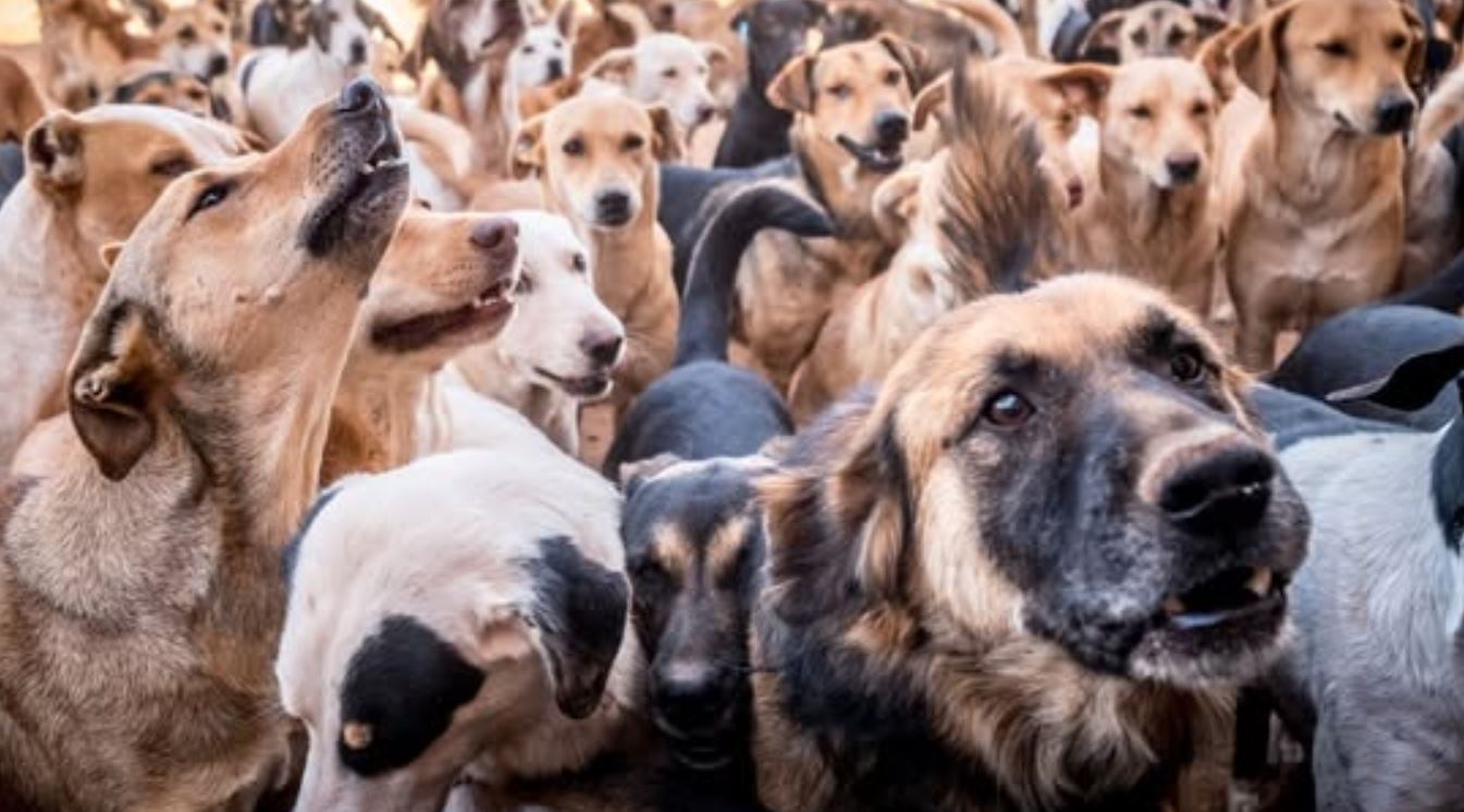 Persiapan Jadi Tuan Rumah Piala Dunia 2030, Maroko Habisi Jutaan Anjing! Apa Salah Mereka?